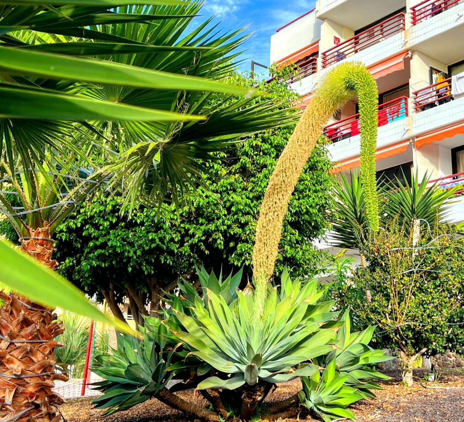 פלאייה דה לאס אמריקס Paulmarie Apartment In Olympia מראה חיצוני תמונה